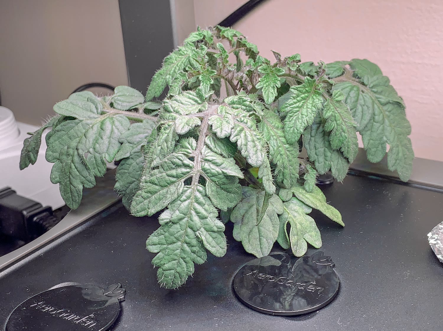Update #8: Well, I’m not sure what’s up with the Golden Harvest plant. Drop continues even without the panels on. The Heirl…