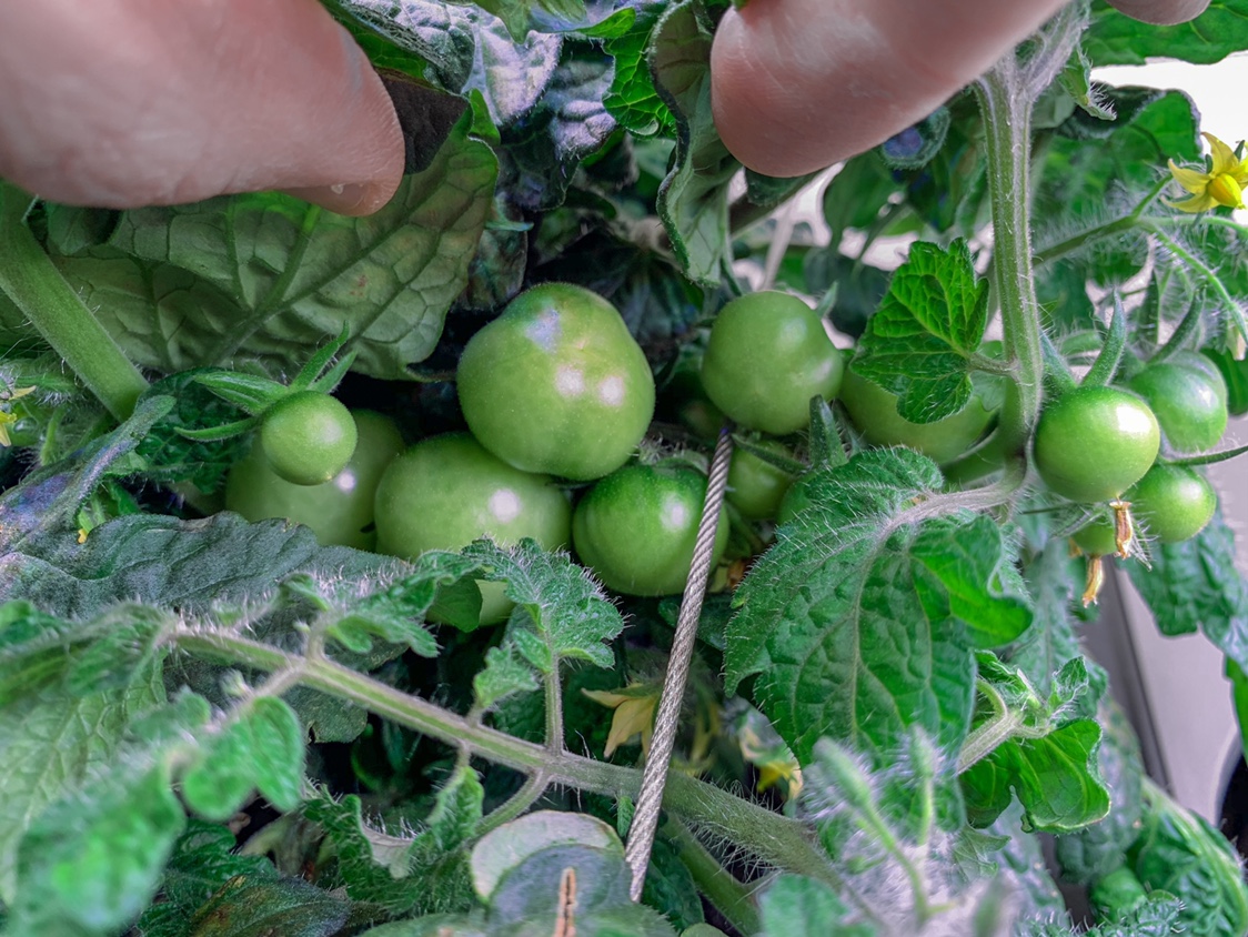 Heirloom Cherry and Golden Harvest tomatoes in a Farm Plus: nutrient burn recovery and successful harvest