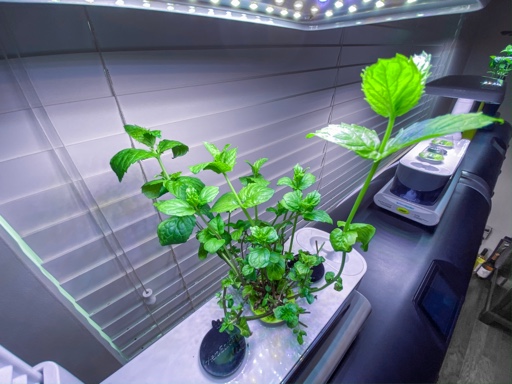 Update #2: I really am behind on these updates! Wow. Since that original post the basil and peppermint have been separated …