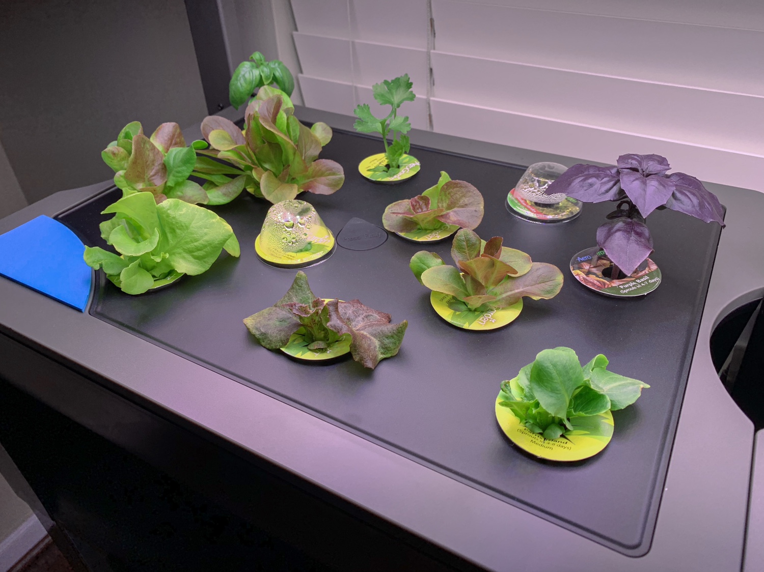 Update #5: Green! Lots of green. And that Purple Basil is standing tall. R&R for these in the morning, and then I’ll plant …