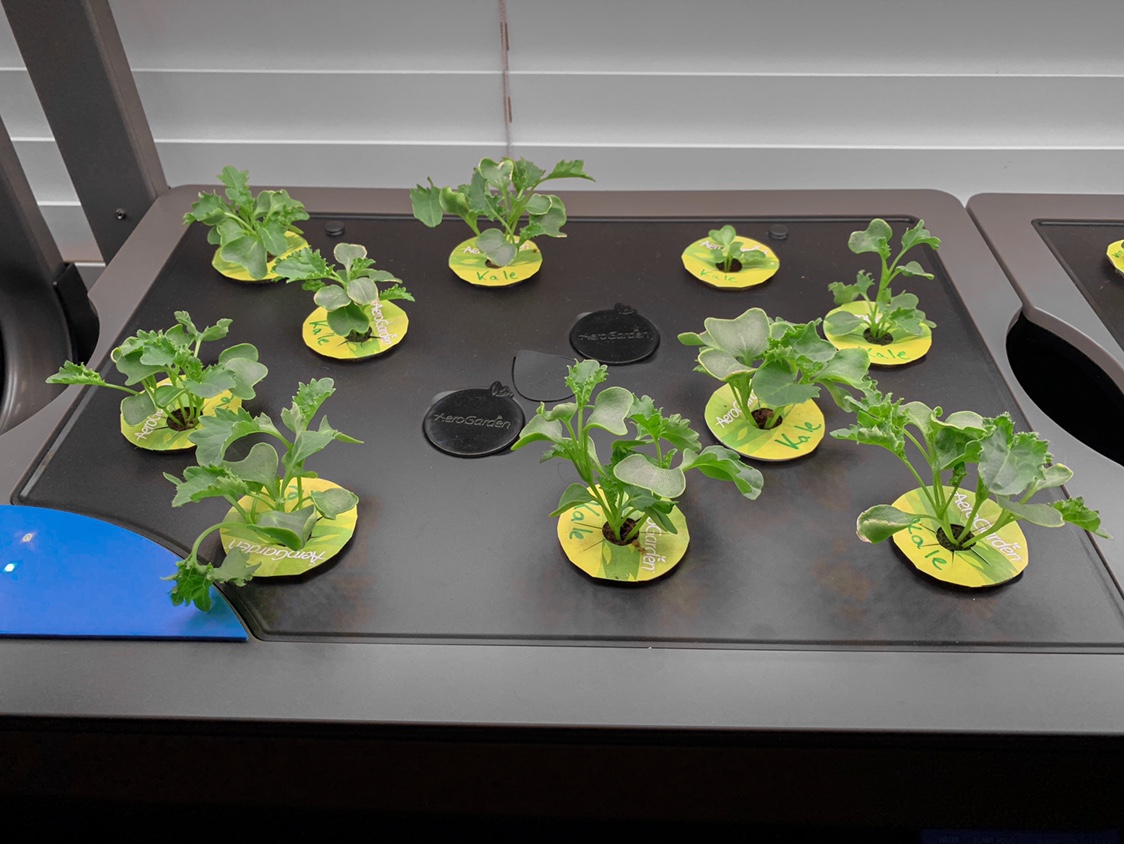 Update #17: More of the same from my lettuces in my Farms. This time around I’m growing just the Kale and Mesclun that Happy…