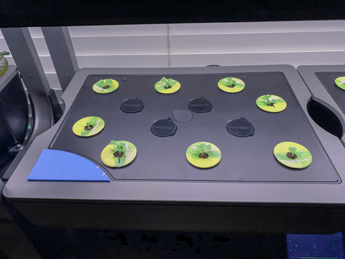 Update #19: More of the same. Swapping back and forth between the two Farms with Happy’s Blue Dwarf Kale and the Ferry-Morse…