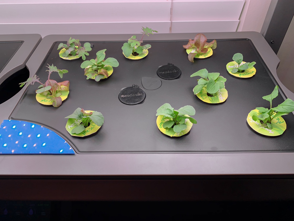Update #17: More of the same from my lettuces in my Farms. This time around I’m growing just the Kale and Mesclun that Happy…