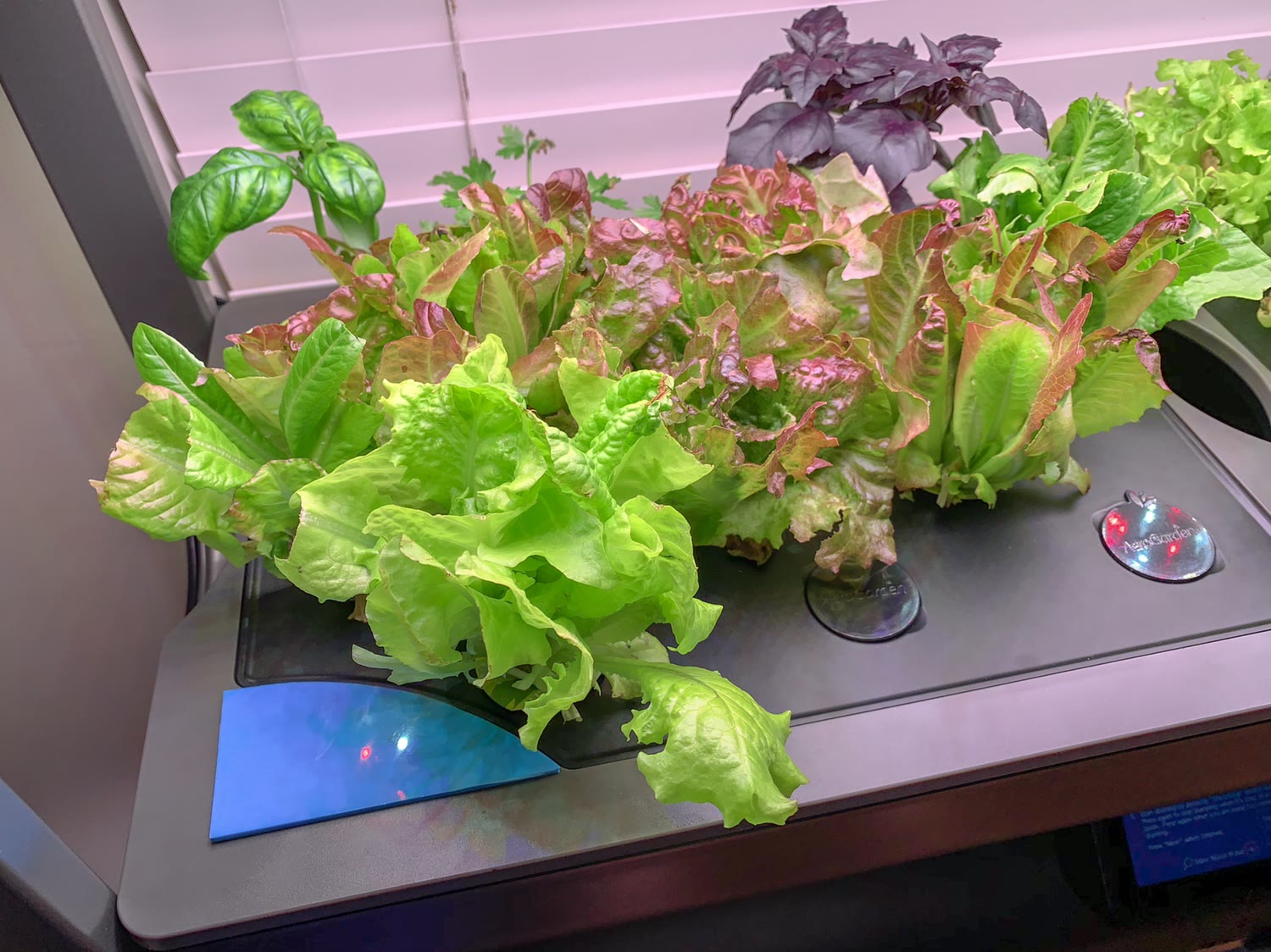 Update #8: We’re nearing the end of the first round from Farm 1. We’ve had several harvests from it and will probably get o…