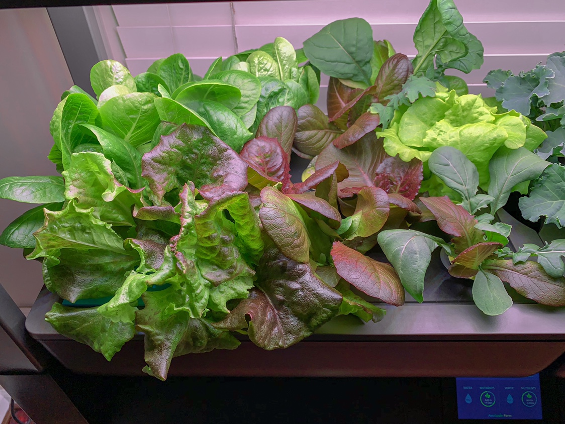 Update #12: The new greens continue to roll along. Hopefully soon I’ll be getting into some of this delicious looking kale!H…