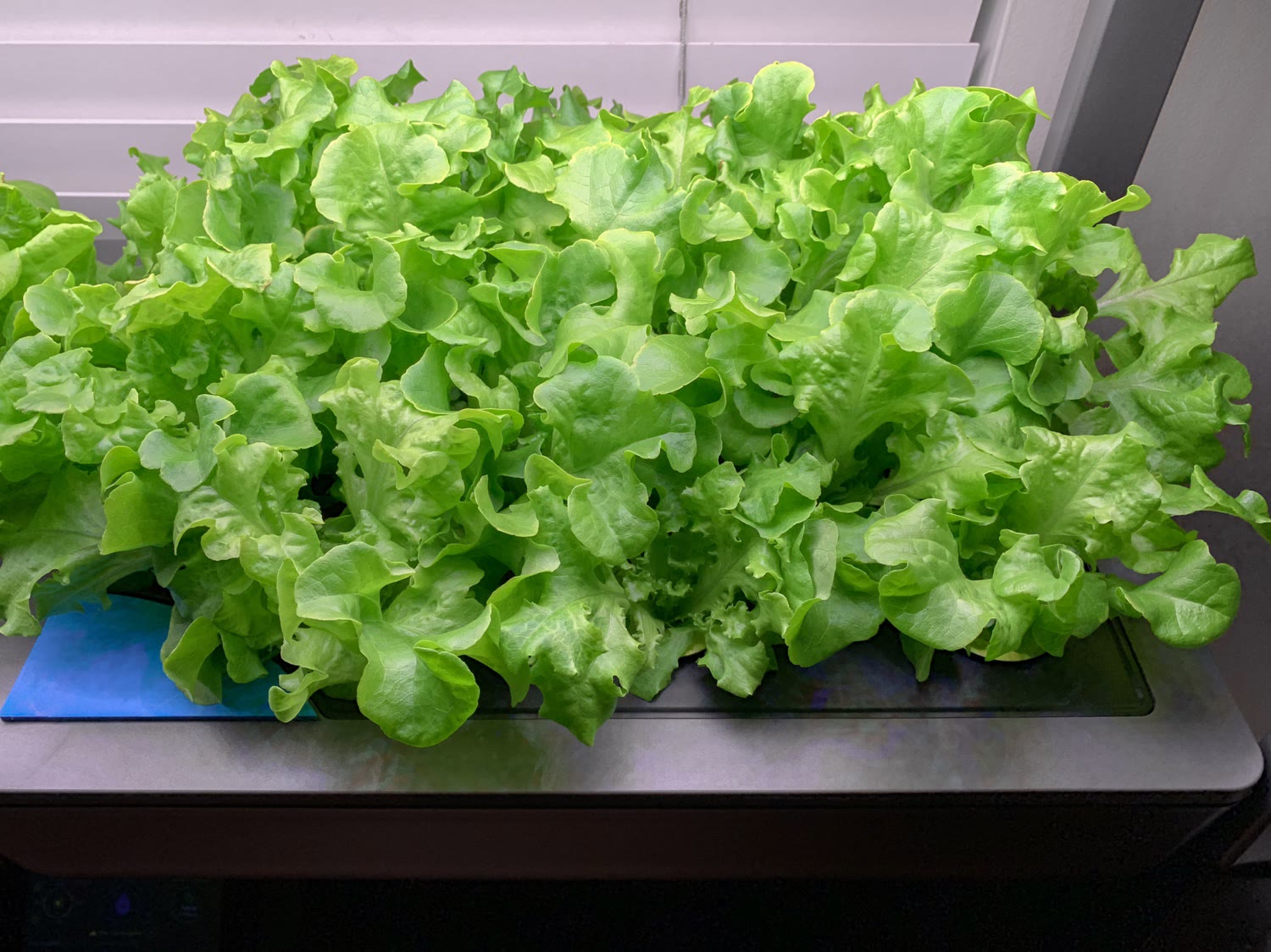 Update #9: As I mentioned in my previous post it was time to terminate the lettuce plants in Farm 1 this week. The new leav…