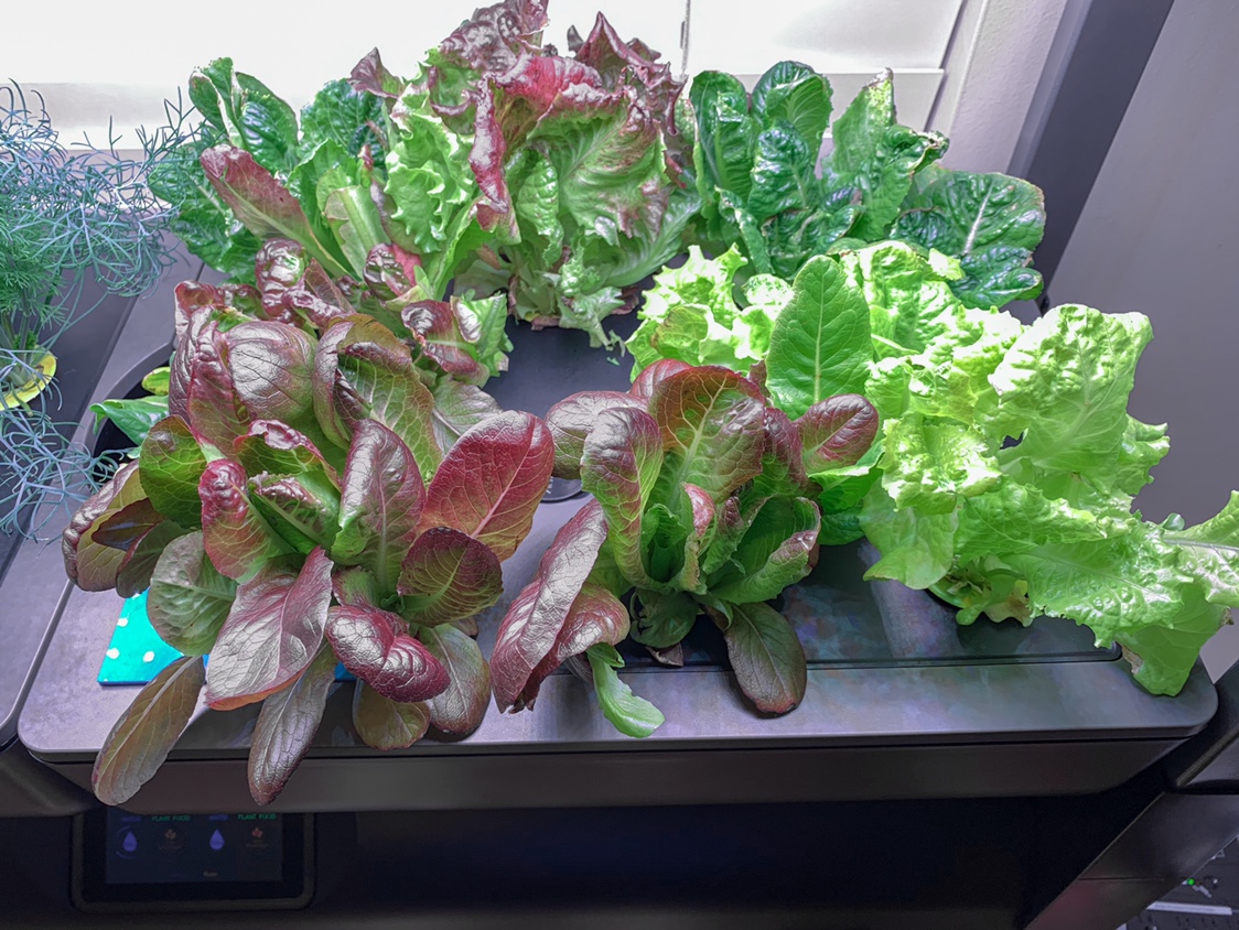 Staggered Lettuce and Blue Dwarf Kale Rotation in Two AeroGarden Farms