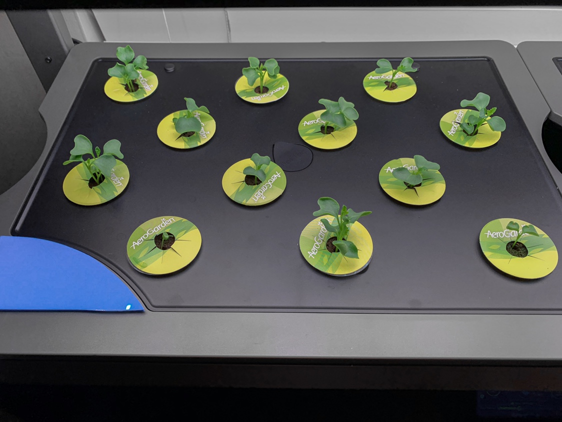 Update #18: I keep rotating the lettuce and it keeps going very well. I’ve got two units full of the Mesclun mix that Happy …