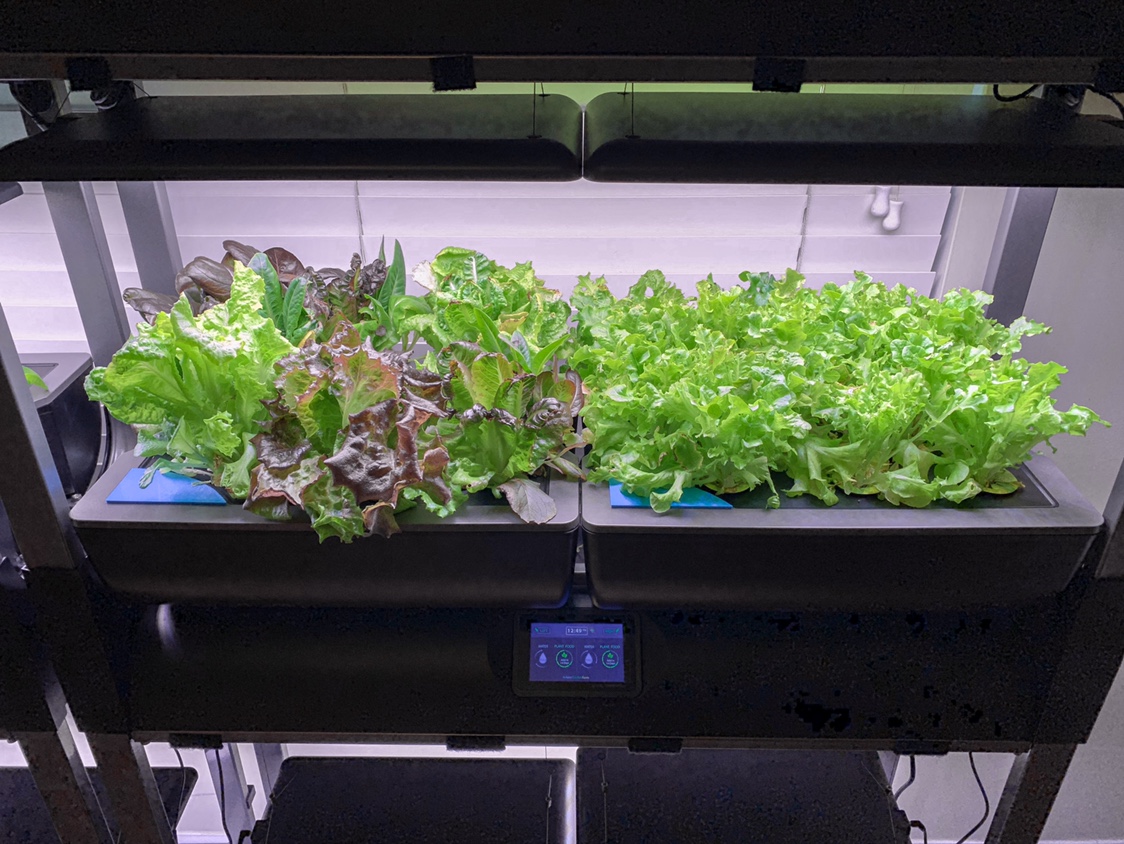 Update #11: The Kale is a step ahead of my other new lettuces, but they’re all coming in nicely. R&R for both sides today. F…