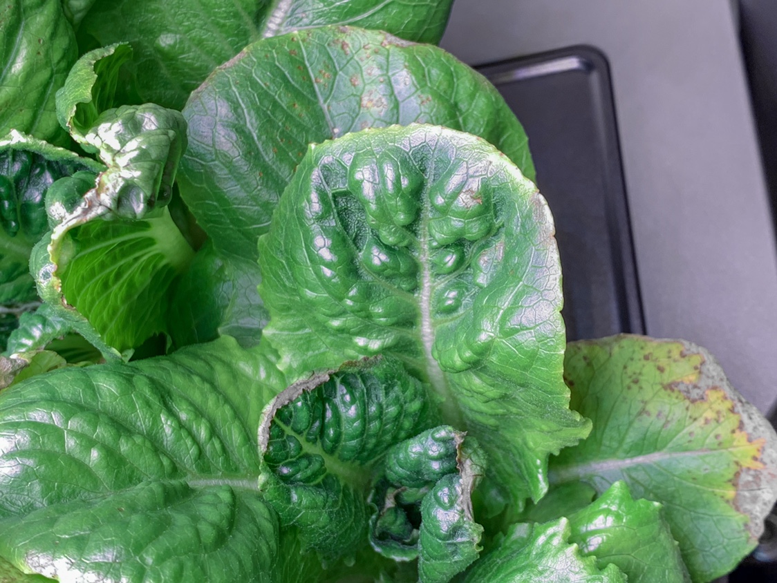 Update #15: I came back from holiday vacationing to encounter my first problem with lettuces. There are lots of spots on the…