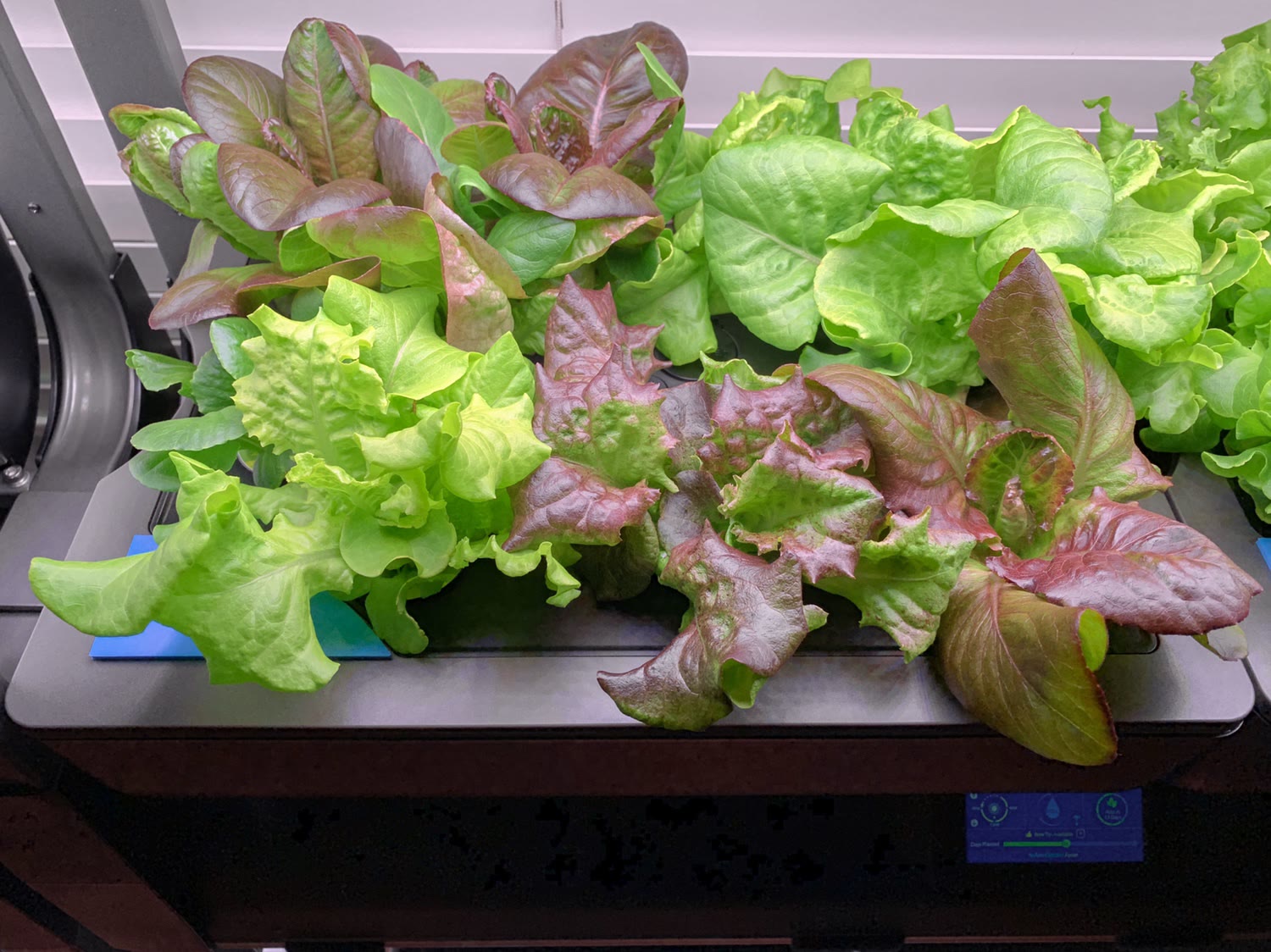 Update #9: As I mentioned in my previous post it was time to terminate the lettuce plants in Farm 1 this week. The new leav…