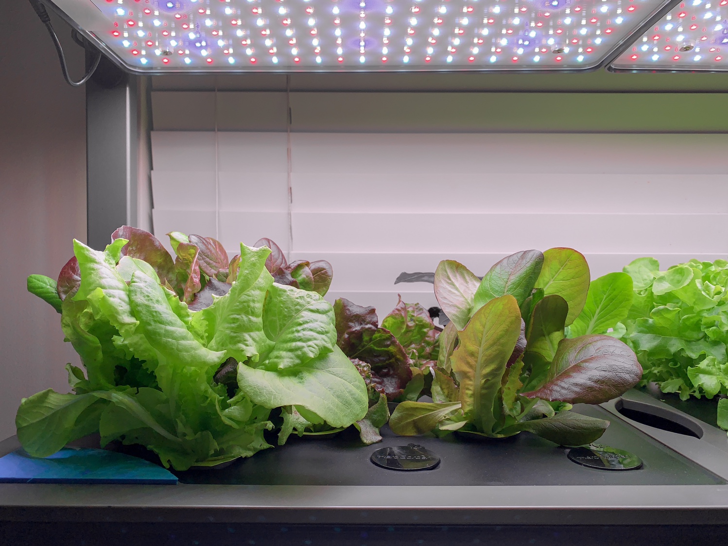 Update #7: Domes will start coming off several of the pods in the duplicate gardens tonight. They’re one week in and everyt…
