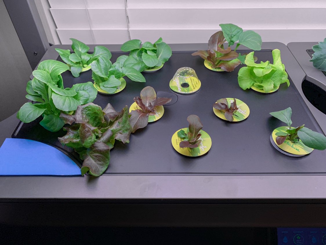 Update #11: The Kale is a step ahead of my other new lettuces, but they’re all coming in nicely. R&R for both sides today. F…