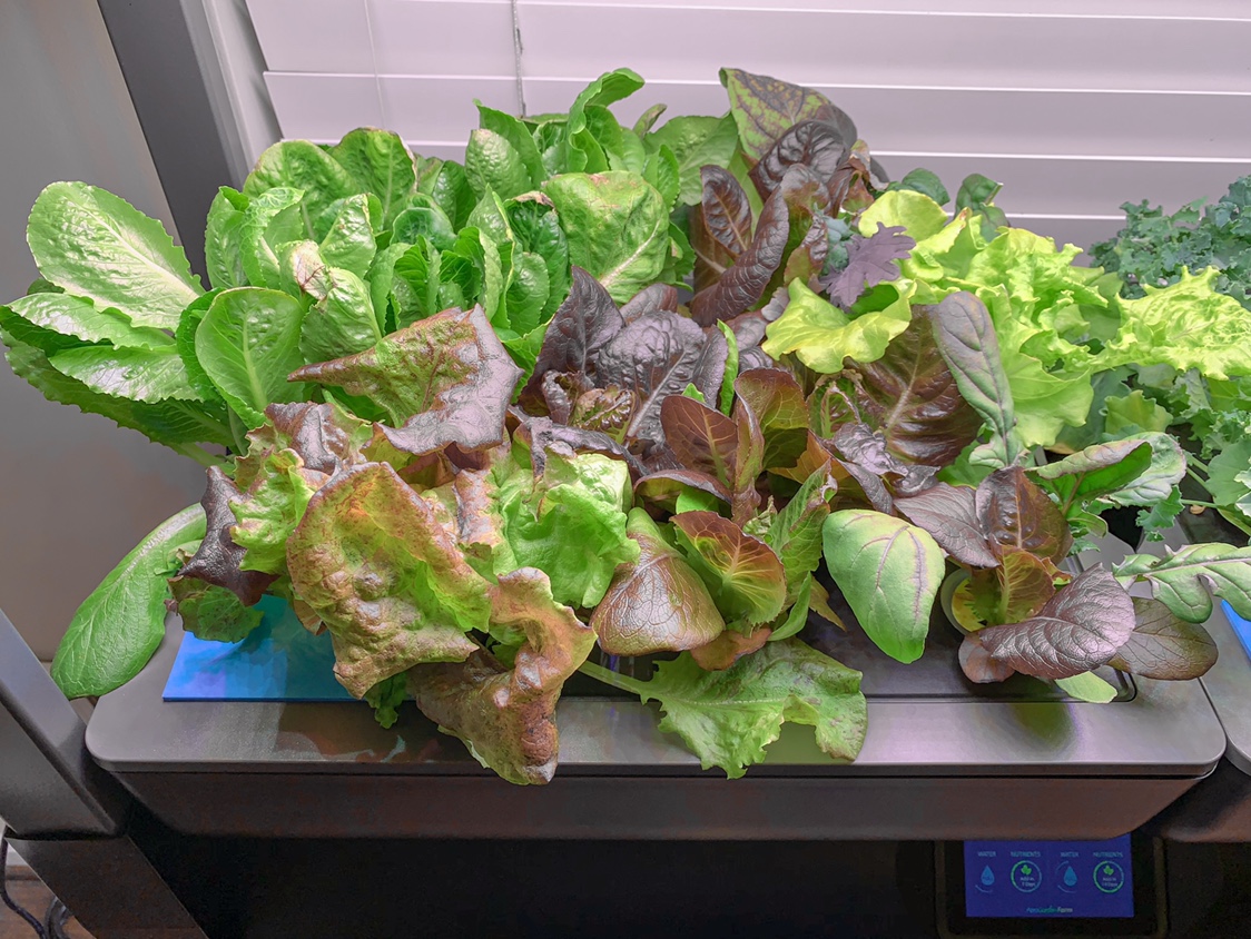 Update #13: Harvest some kale and a bit from the others this weekend. That was the first harvest from the current crop in Fa…
