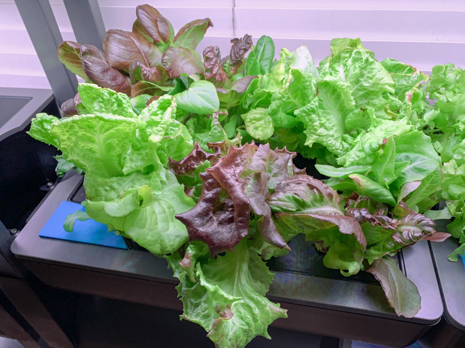 Update #10: Well at this point it looks like we’ve found a pretty good 45-day lettuce rotation between the two Farms. Farm N…