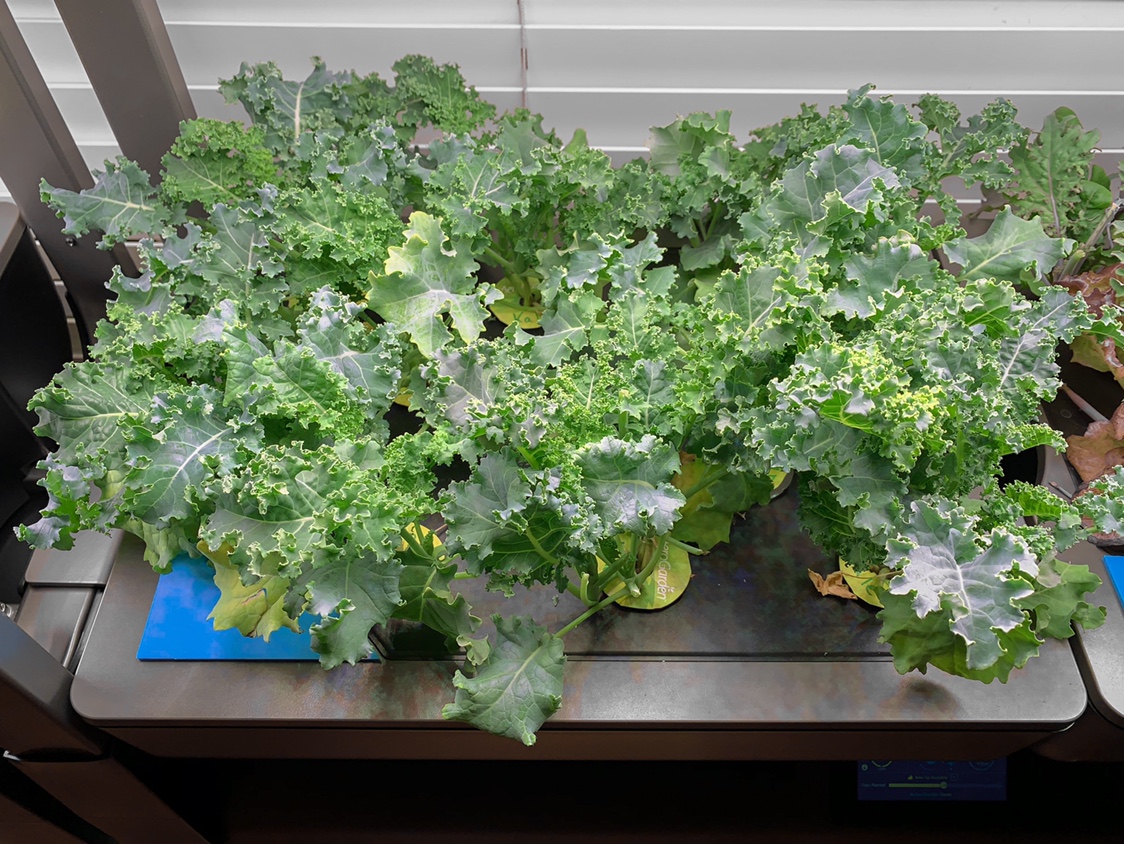 Update #18: I keep rotating the lettuce and it keeps going very well. I’ve got two units full of the Mesclun mix that Happy …