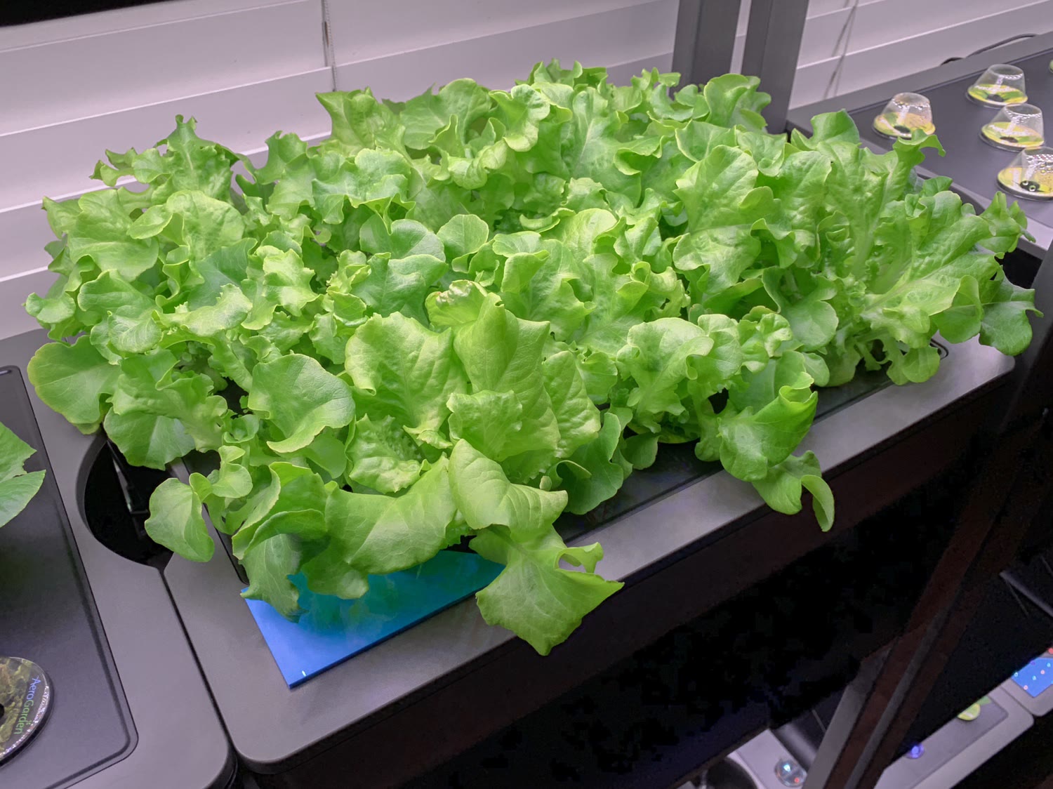 Update #6: Looks like it’s probably first harvest time. Maybe a little longer but not much.The duplicate delayed garden in …