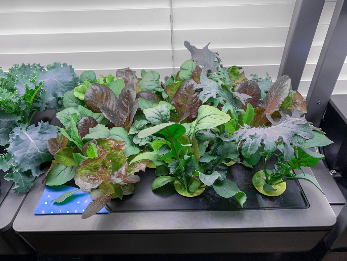 Update #19: More of the same. Swapping back and forth between the two Farms with Happy’s Blue Dwarf Kale and the Ferry-Morse…