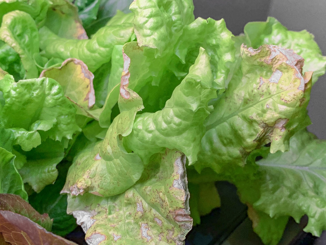 Update #15: I came back from holiday vacationing to encounter my first problem with lettuces. There are lots of spots on the…