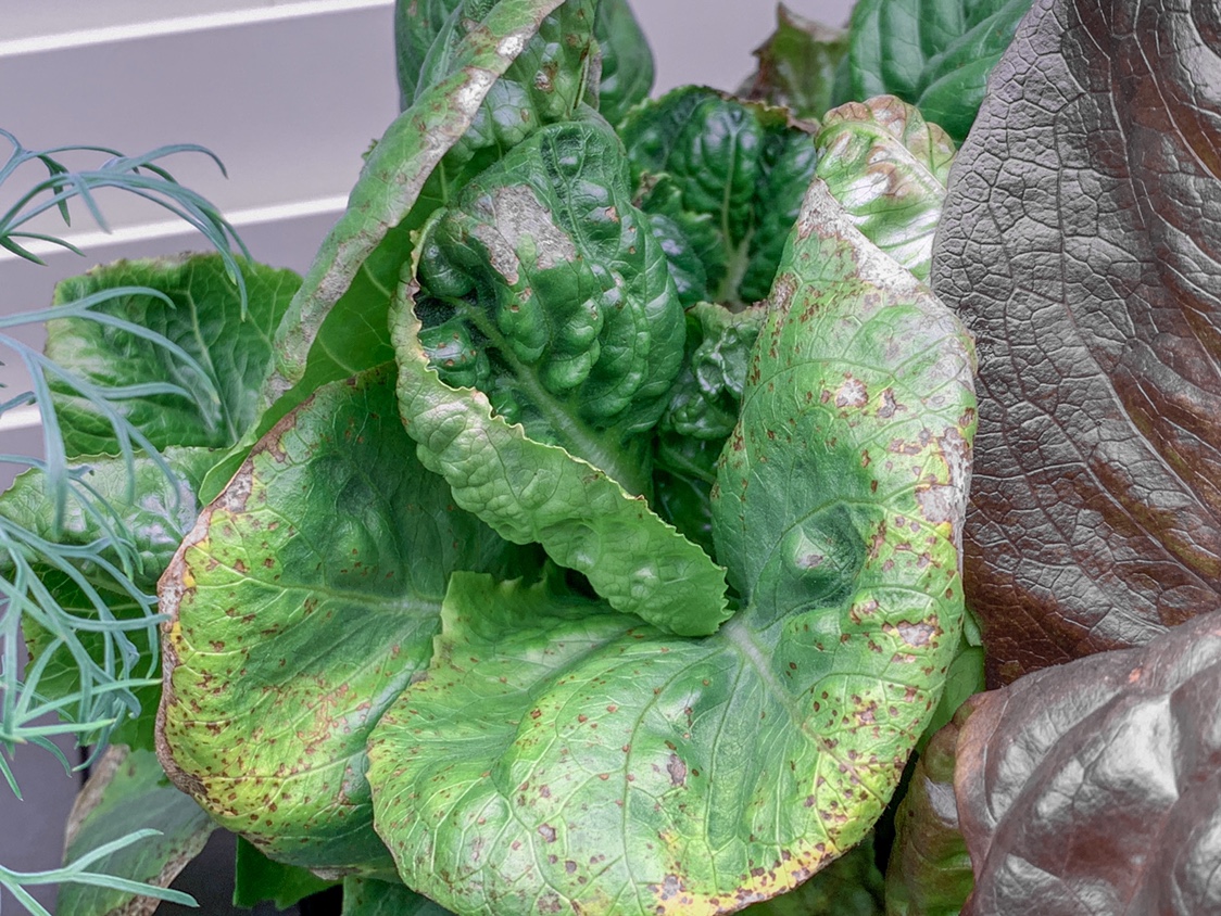 Update #15: I came back from holiday vacationing to encounter my first problem with lettuces. There are lots of spots on the…