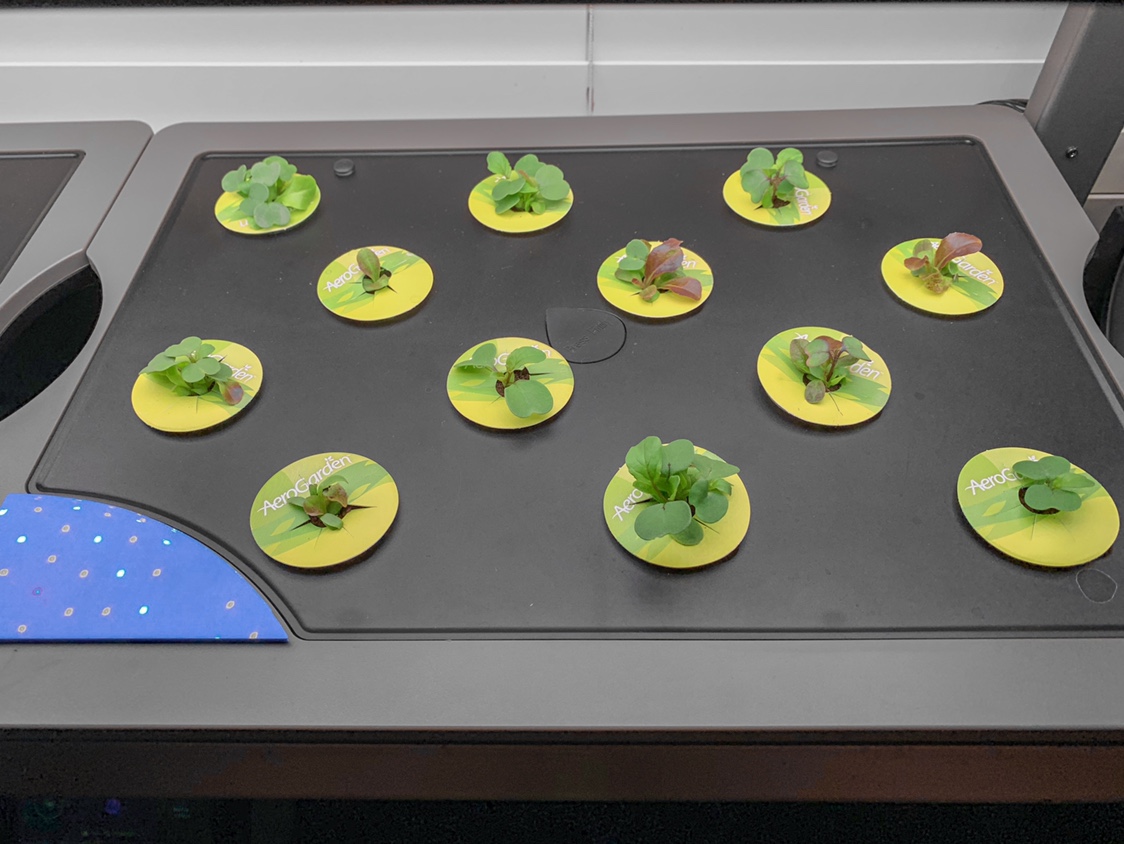 Update #18: I keep rotating the lettuce and it keeps going very well. I’ve got two units full of the Mesclun mix that Happy …