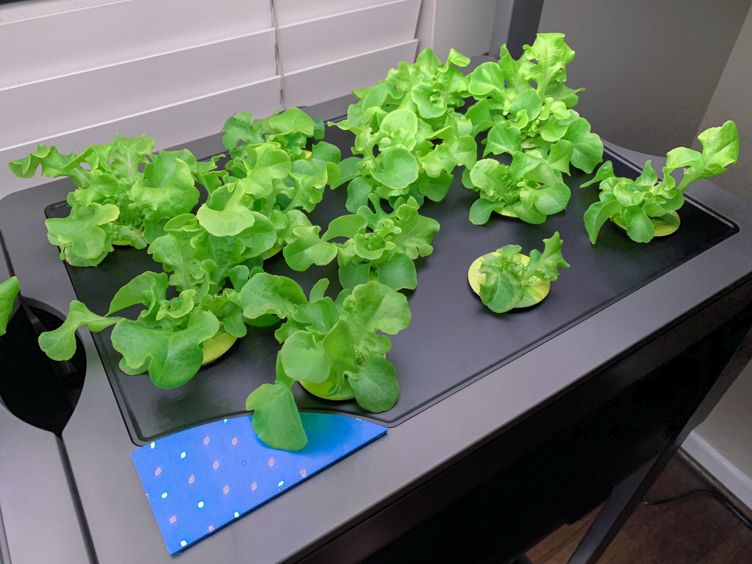Update #8: We’re nearing the end of the first round from Farm 1. We’ve had several harvests from it and will probably get o…