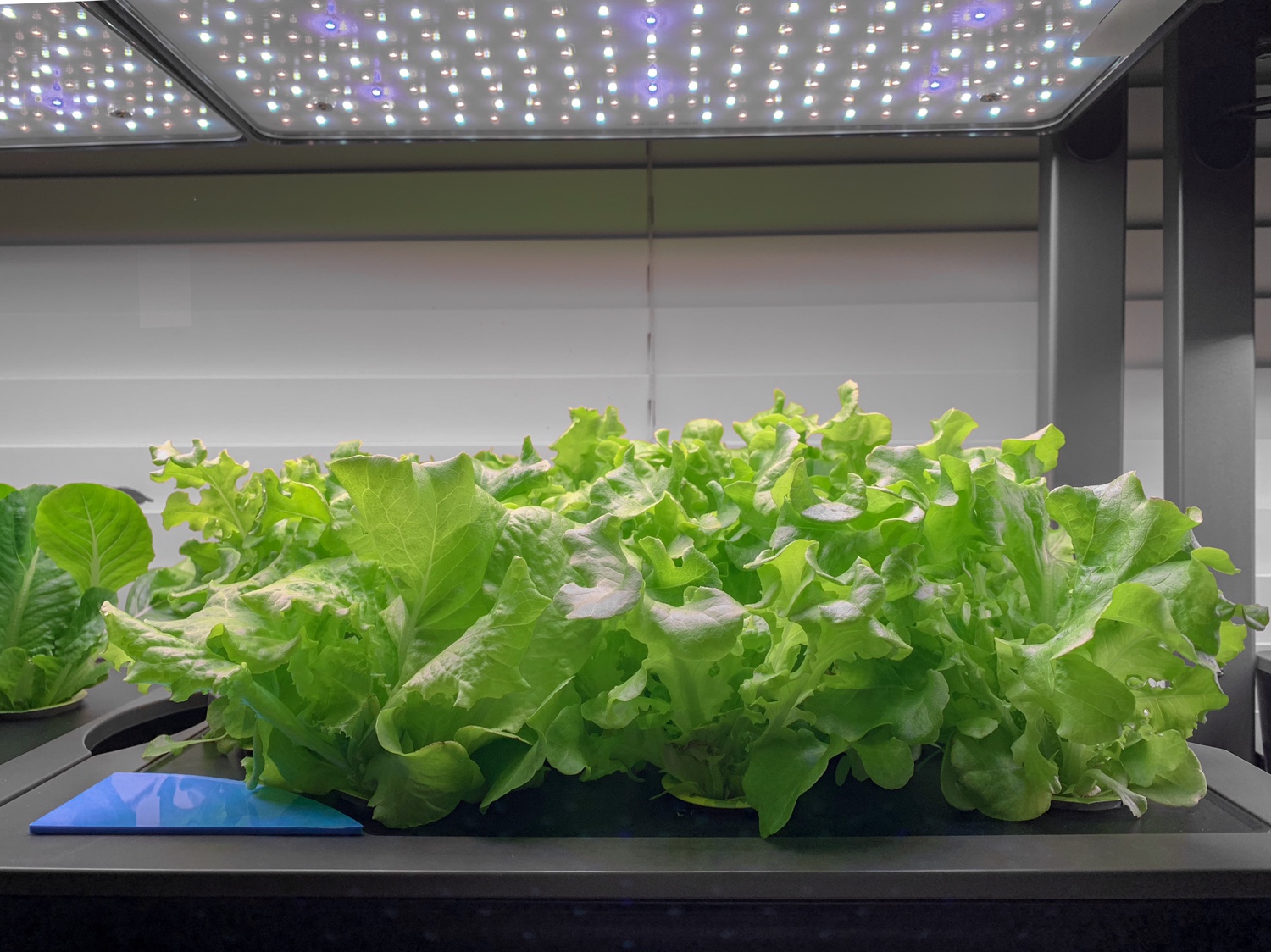 Update #7: Domes will start coming off several of the pods in the duplicate gardens tonight. They’re one week in and everyt…