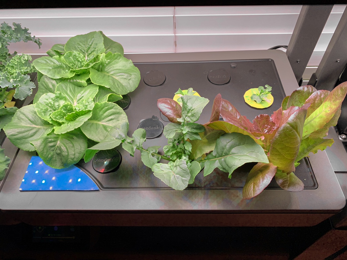 Update #17: More of the same from my lettuces in my Farms. This time around I’m growing just the Kale and Mesclun that Happy…