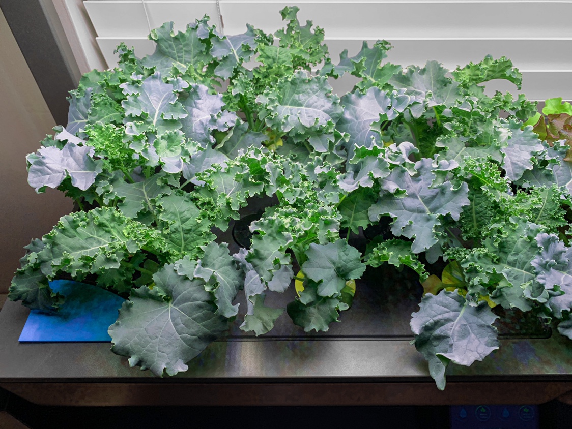 Update #2: This particular Salad Bowl grow has been so weird and lopsided. The Dwarf Blue Kale is a steady strong grower, a…