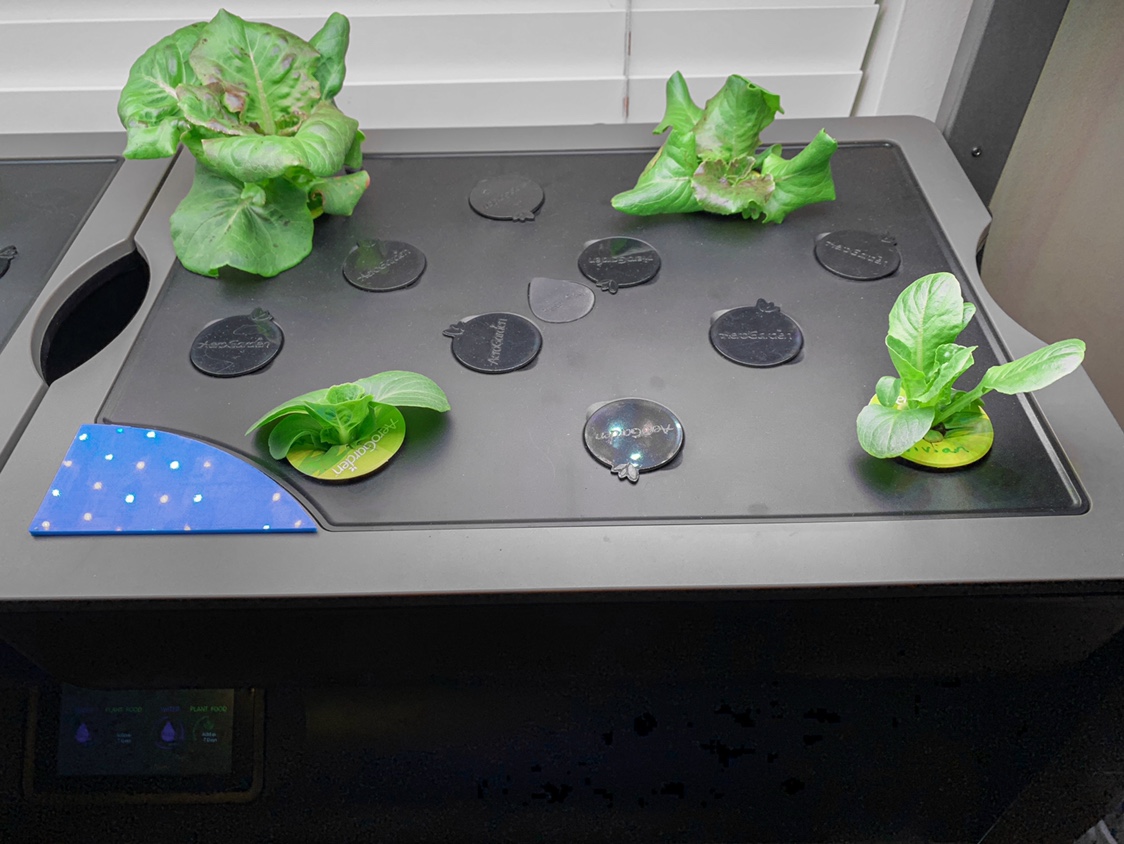 Update #3: I’ve kept these lettuces around for longer than I usually do. I’m trimming off bad looking leaves and these seem…