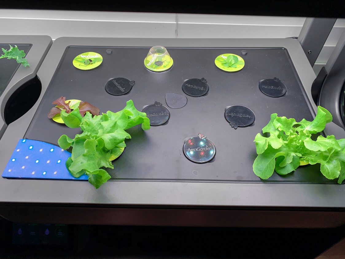 Update #1: Dwarf Blue Kale is off and running. My split of green and red Salad Bowl has been weird. Only one of the reds ca…