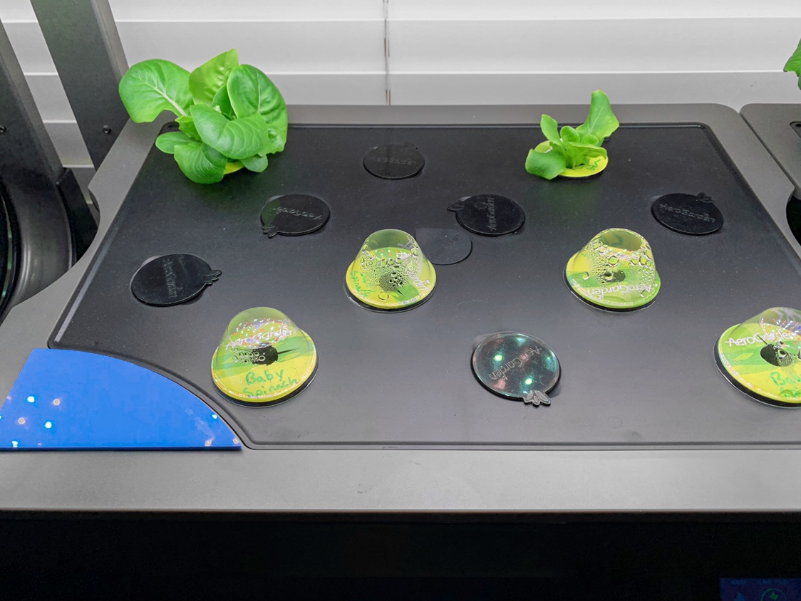 Update #3: I’ve kept these lettuces around for longer than I usually do. I’m trimming off bad looking leaves and these seem…
