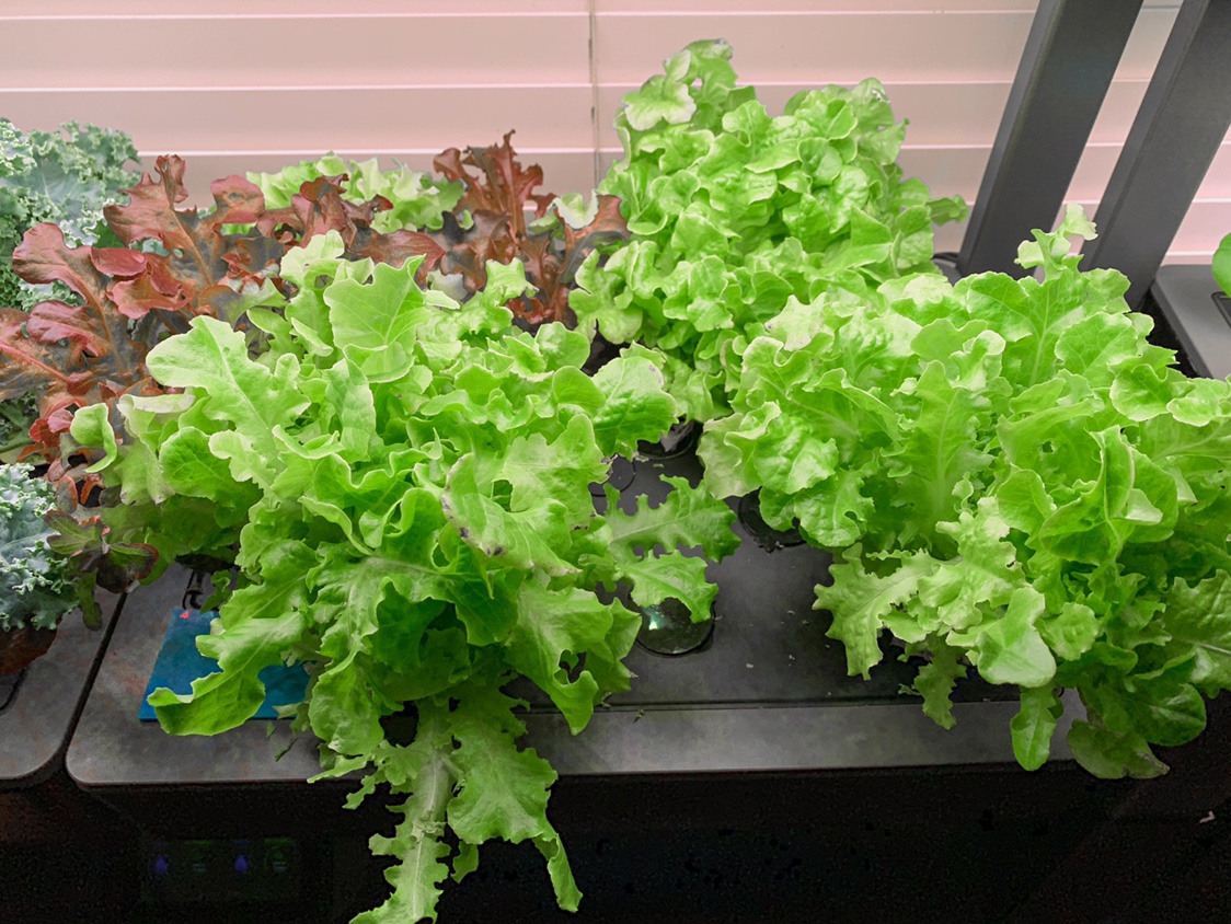 Update #3: I’ve kept these lettuces around for longer than I usually do. I’m trimming off bad looking leaves and these seem…