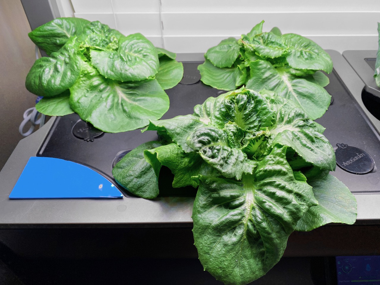 Update #4: Still love that Blue Dwarf Kale (but my kids not as much).I've also been planting a lot of Little Gem recently, …