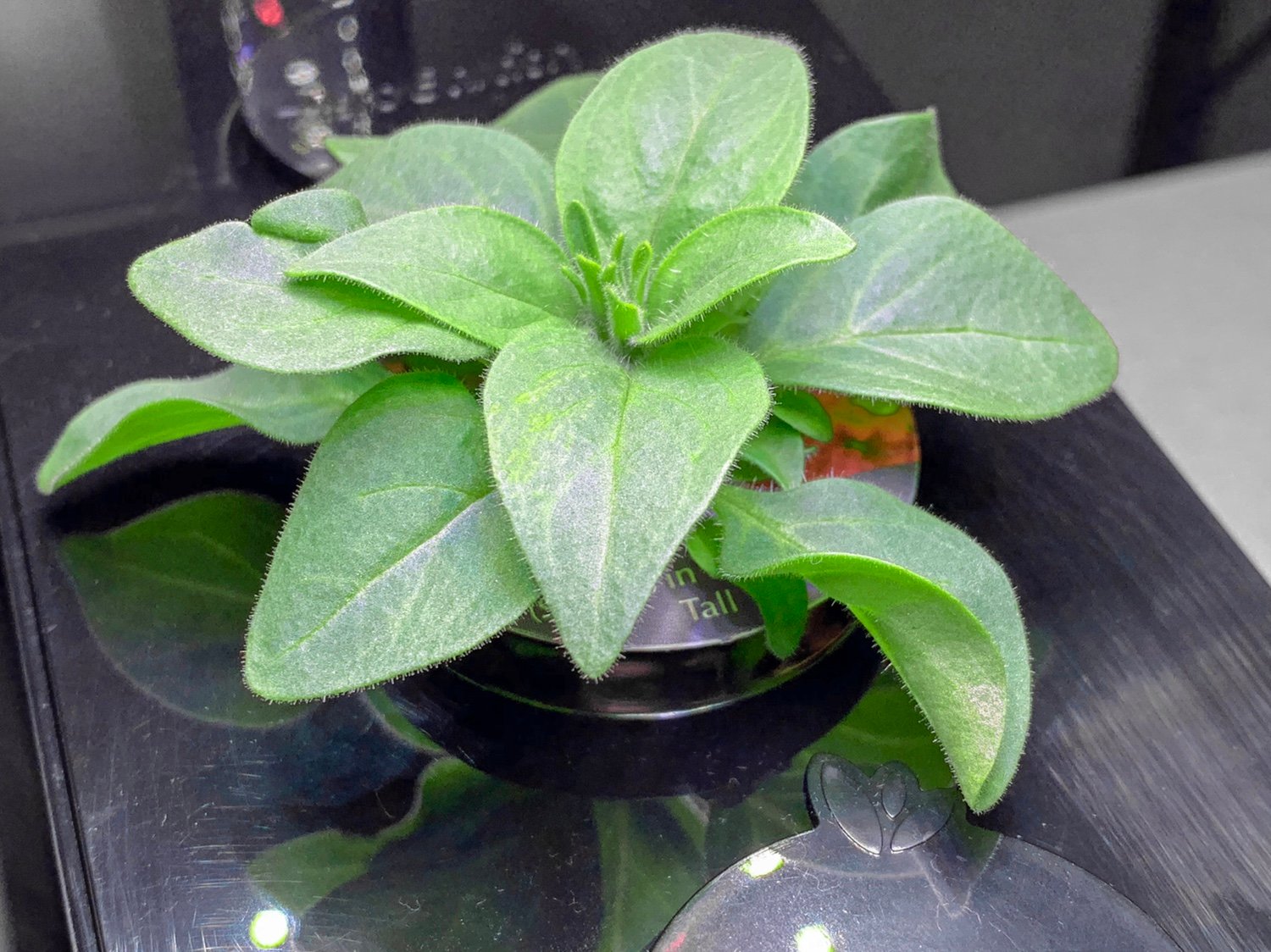 Update #7: This plant has had a small growth spurt over the last 48 hours. It seems that once the leaves were above the lab…