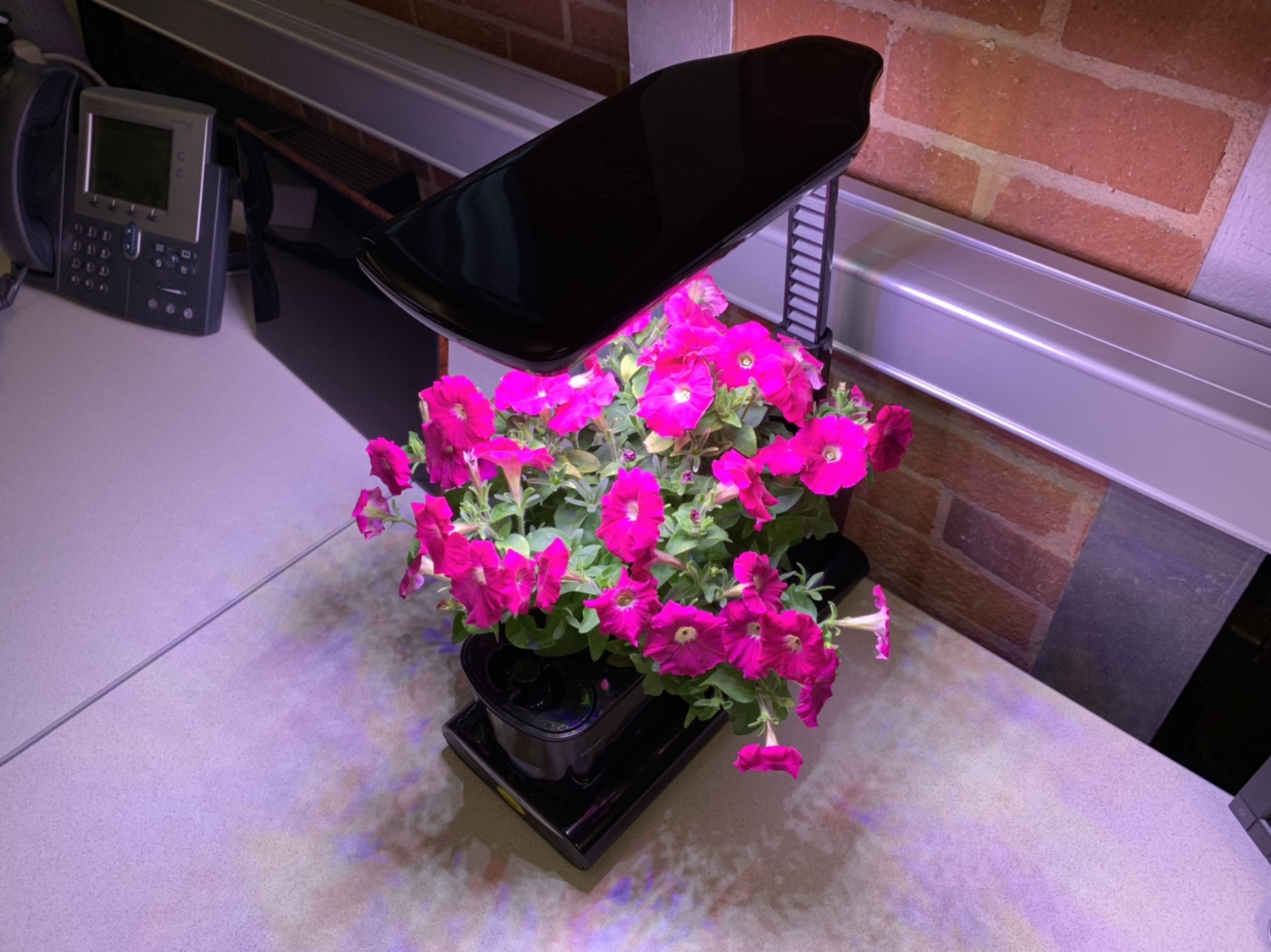 Update #13: This plant seems to be loving life on my desk. Having said that, I’m quite tempted to murder it soon so that I c…