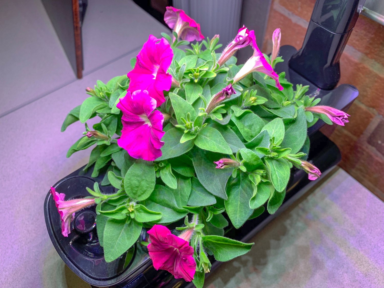 Update #11: Six blooms today. And many more on the way.