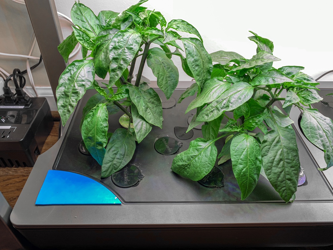 Update #3: These peppers are still twice as tall as anything else i have that was planted at the same time.Here they were t…