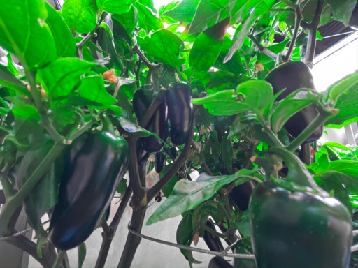 Update #4: I’ve pruned these significantly more than once. Lots of peppers these days. They’re on the left in this photo. P…