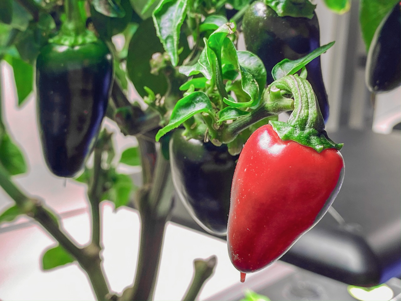 Update #5: These guys were terminated just two weeks ago after they'd been up for a little over a year. I pulled two pounds…