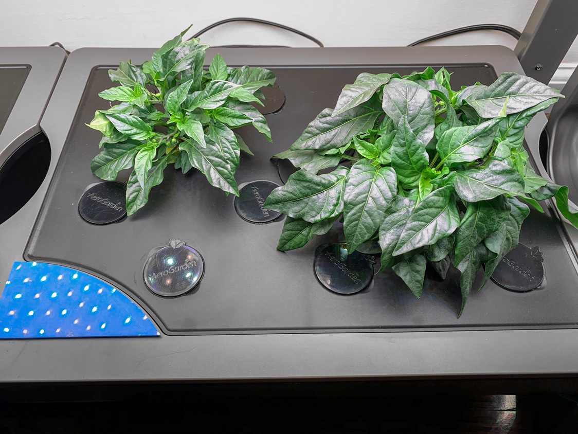 Update #3: It’s funny to me how two plants planted on the same day can vary so much, but they both seem happy. A shot from …