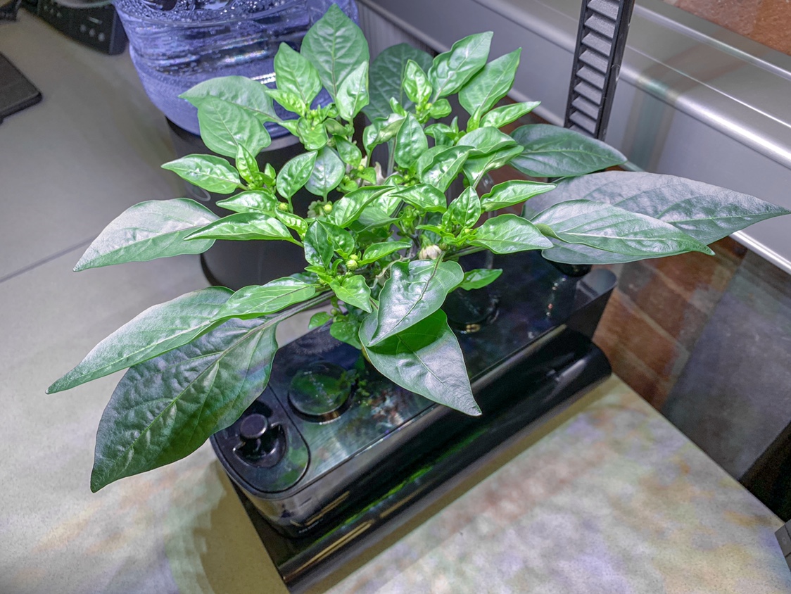 Update #6: Another pruning for this plant as it continues to outpace my expectations. I also added an Aerovoir since this i…