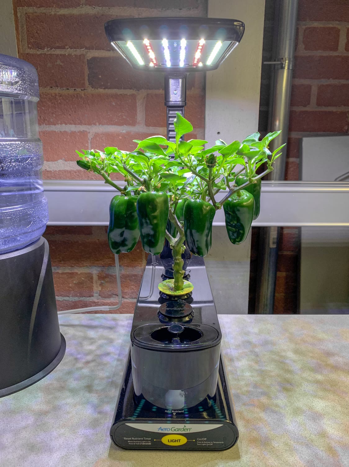 Update #9: This plant continues to do well. I obviously prune it regularly. I find it to be a nice way to take a break at w…
