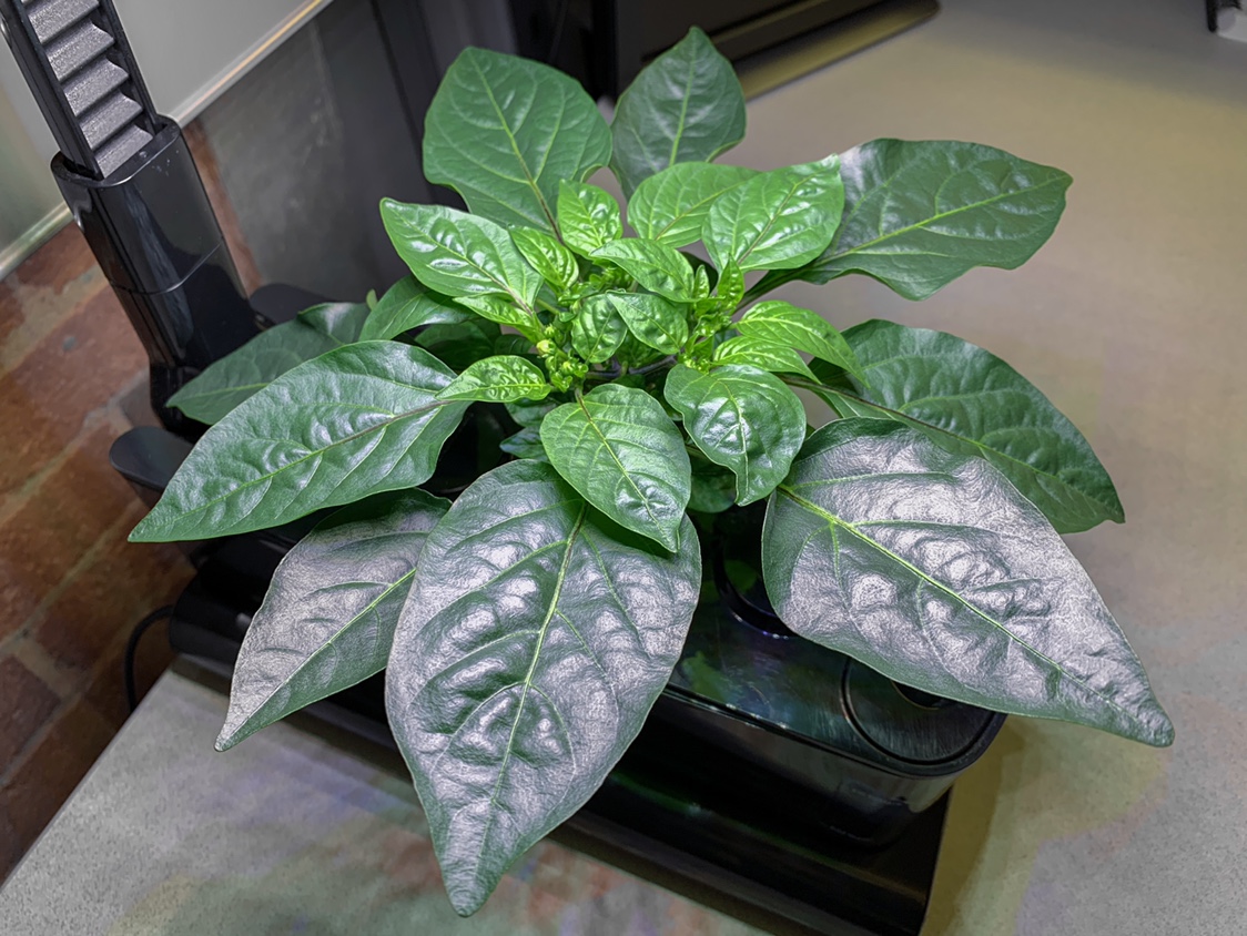 Update #4: This little plant got thirsty and took off while I was out of the office. I’m really enjoying how perfectly circ…