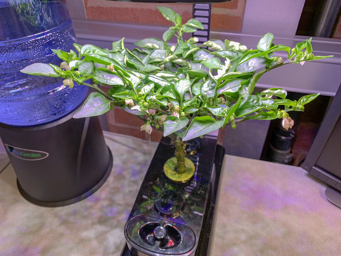 Update #7: This plant gets more attention than most because I stare at it on my desk all day. That means it’s being pruned …