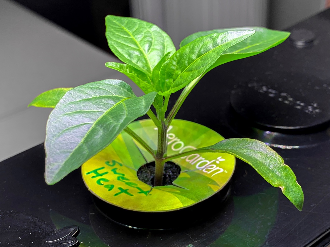 Update #3: This little plant is well on its way!I’m about to leave it for a week and a half, but at this stage I’ll have fo…