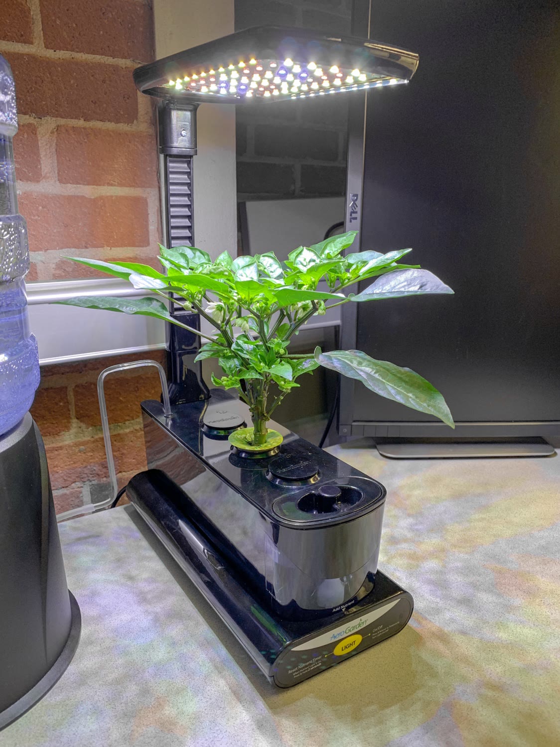 Update #6: Another pruning for this plant as it continues to outpace my expectations. I also added an Aerovoir since this i…