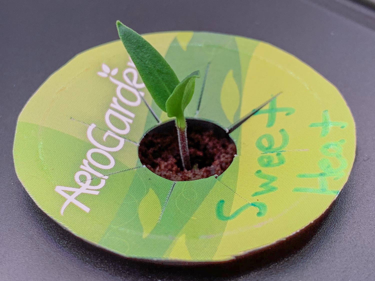 Update #4: I’m happy to report that sprouts are now up in both pods. In fact I had to cut a second sprout down in one of th…