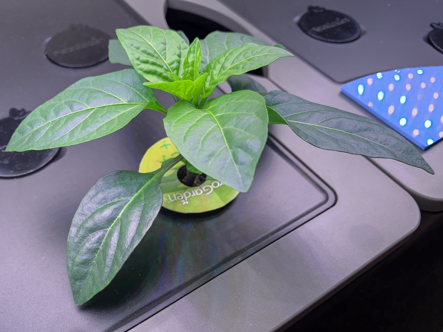 Update #10: These are well past recovery now. They’re developing new leaves rapidly.They’re due for an R&R/feeding in one we…