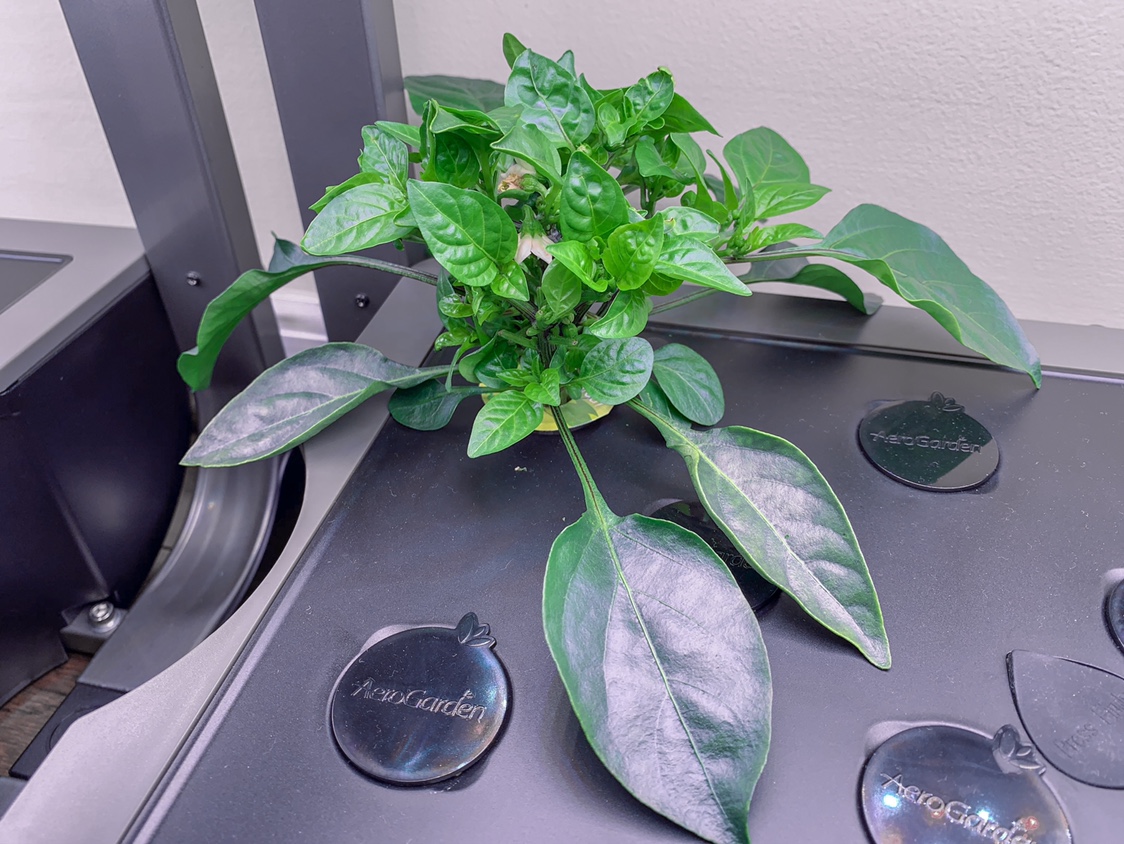 Update #13: Another week has passed and after the second big pruning for FIM’ing I think I’m going to let these plants go fr…